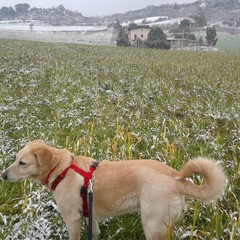 Mariella Vitale, Amori e natura innevata