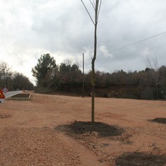 Pista ciclabile bosco