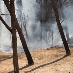 Incendio in pineta