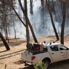 Incendio in pineta