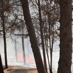 Incendio in pineta