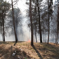 Incendio in pineta