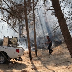 Incendio in pineta