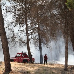 Incendio in pineta