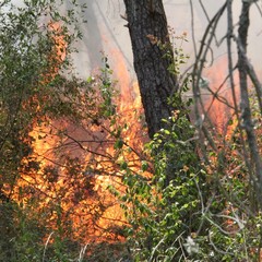 Incendio bosco