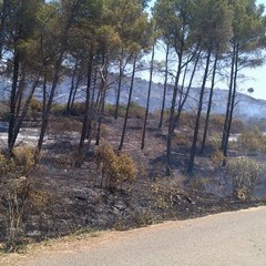 Incendio bosco