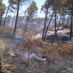 Incendio bosco