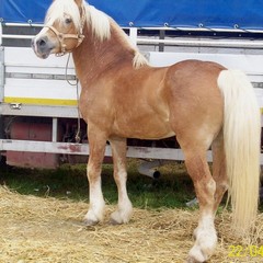 Fiera degli animali 2013