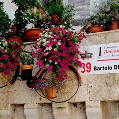 Primo classificato Bartolo Dimattia