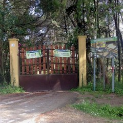 Pasquetta al bosco