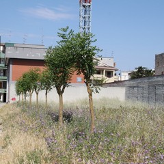 Degrado del campetto