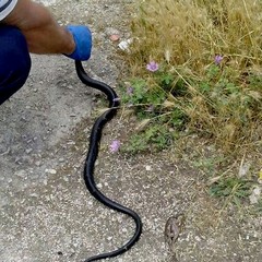 Serpente in via Alfieri