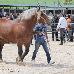 Corso all’anello, Fiera San Giorgio 2014