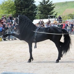 Corso all’anello, Fiera San Giorgio 2014