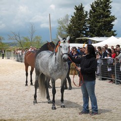 Corso all’anello, Fiera San Giorgio 2014