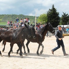 Corso all’anello, Fiera San Giorgio 2014