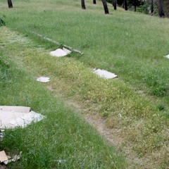 Il degrado in pineta