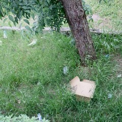 Il degrado in pineta