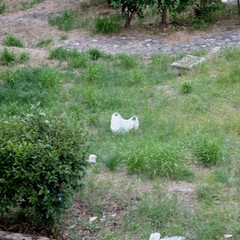 Il degrado in pineta