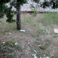 Il degrado in pineta
