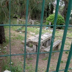 Il degrado in pineta