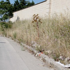 viale pasteur 2014