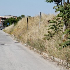 viale pasteur 2014