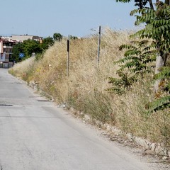 viale pasteur 2014