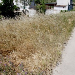 viale pasteur 2014