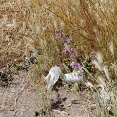 Degrado nel parco archeologico 2014