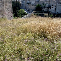 Degrado nel parco archeologico 2014