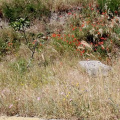 Degrado nel parco archeologico 2014