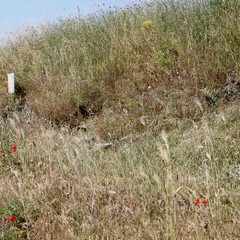 Degrado nel parco archeologico 2014