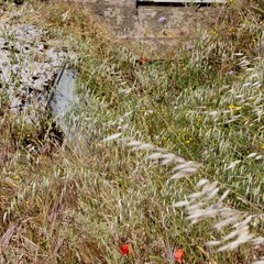 Degrado nel parco archeologico 2014