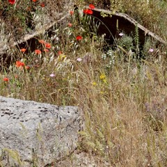 Degrado nel parco archeologico 2014