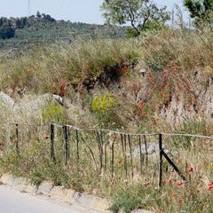 Degrado nel parco archeologico 2014