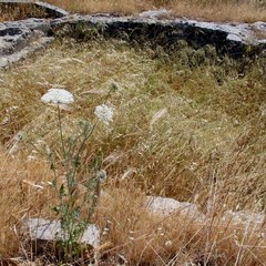 Degrado nel parco archeologico 2014