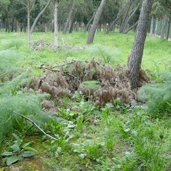 parco di grottesolagne