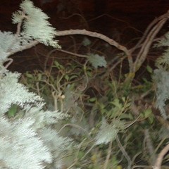 albero pineta