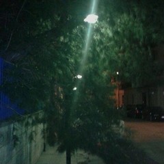 albero scacchi