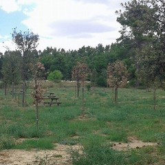 bosco 11
