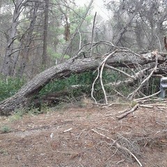 bosco 2