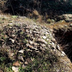 Botromagno