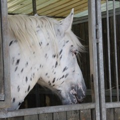 Fiera animali