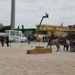 fiera animali 2015