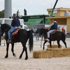 fiera animali 2015