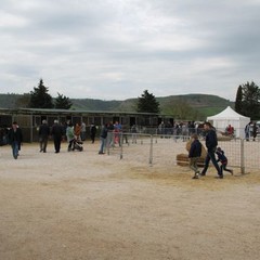 fiera animali 2015