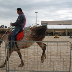 fiera animali 2015