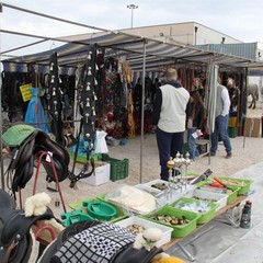 fiera animali 2015