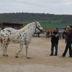 fiera animali 2015